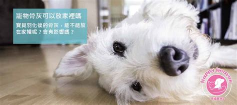 貓咪骨灰可以放家裡嗎|寵物骨灰放家裡可以嗎？了解骨灰安置家中禁忌與4個。